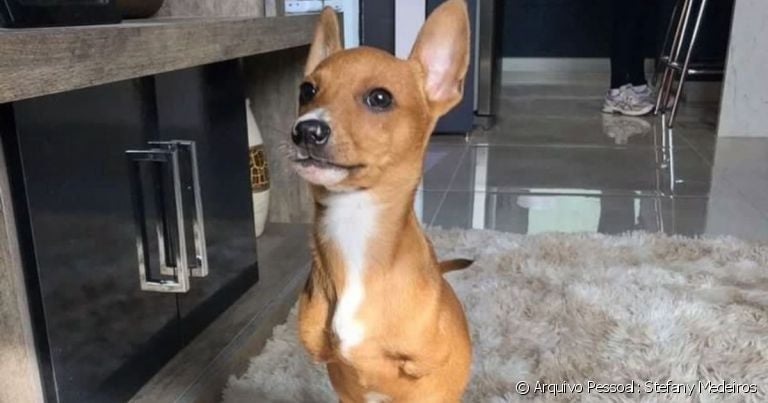 O Charlie é um cachorro com deficiência que nasceu sem as patinhas da frente