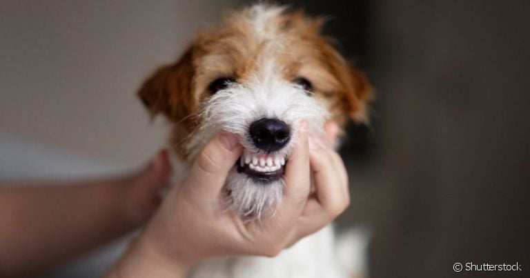  Afinal, cachorro rangendo os dentes é normal?