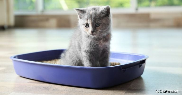 A caixa de areia para gatos - com peneira ou sem - precisa atender às necessidades do seu bichano 