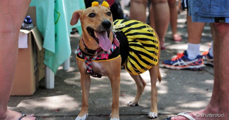 Carnaval pet: cão e tutor podem aproveitar a folia juntos!