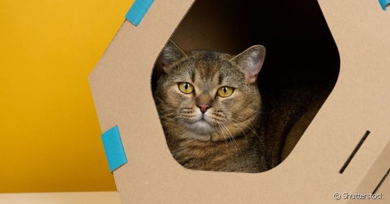  Aprender como fazer casinha de papelão para gato é prático e fácil