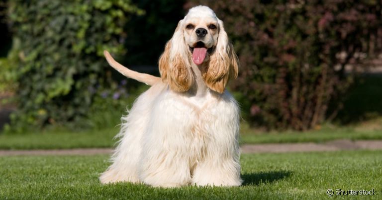 O Cocker Spaniel Americano é um cachorro de porte médio famoso pelas orelhas compridas