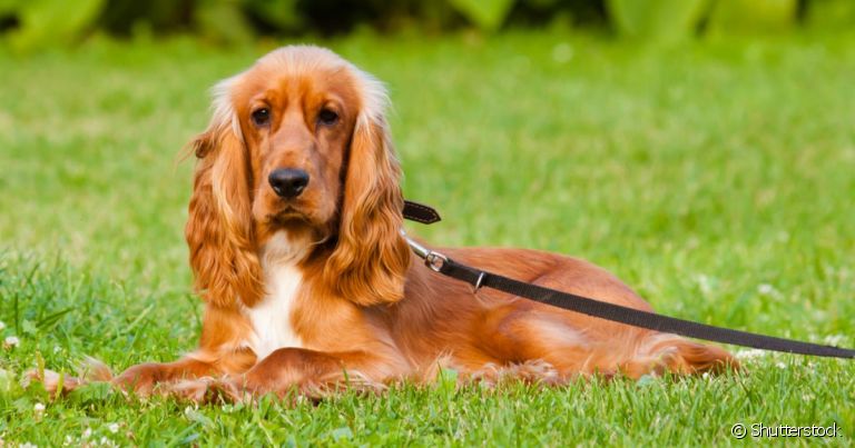 O Cocker Spaniel Inglês é um cãozinho simpático, fofo e bem peludinho