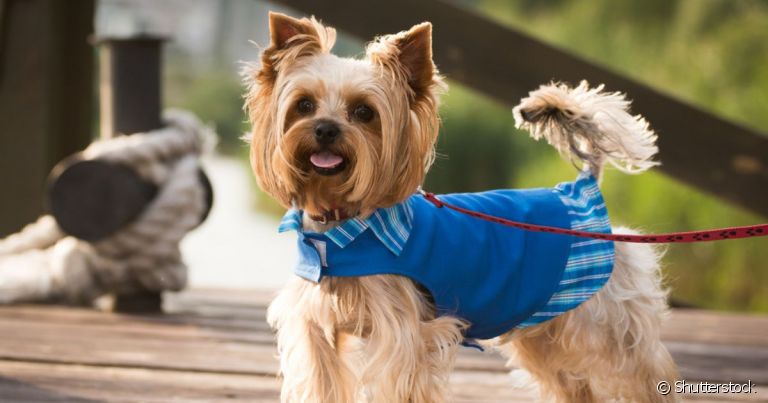  Saber como fazer roupa de cachorro permite que o seu pet esteja sempre protegido e estiloso 