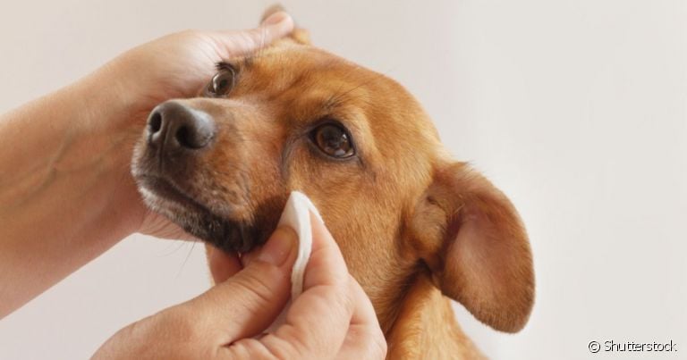  Aprender como limpar olho de cachorro é muito útil para remover secreções 