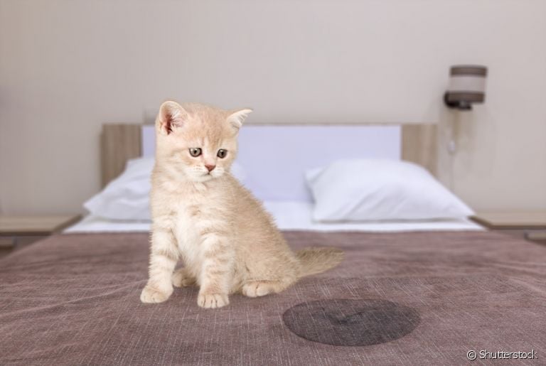  Aprender como tirar cheiro de xixi de gato não é difícil, mas requer alguns cuidados 