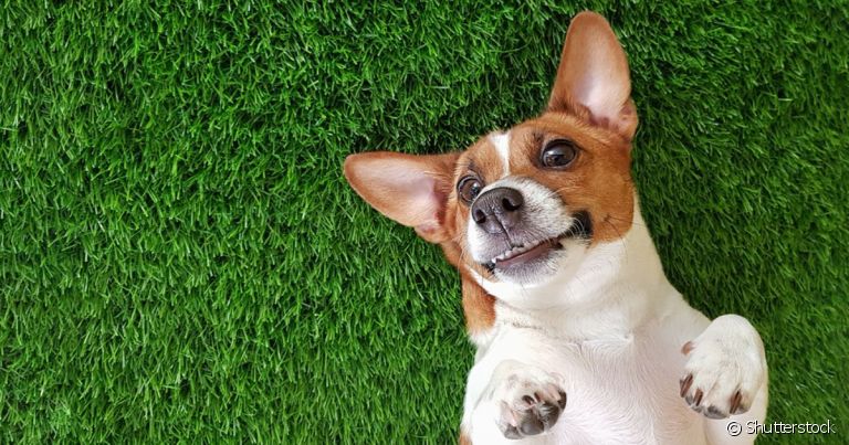 A grama artificial para cachorro é ótima para o cão se divertir e fazer suas necessidades