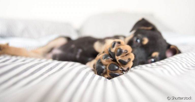 Um bom hidratante para patas de cachorro pode ser facilmente encontrado em pet shops