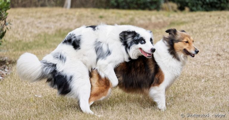 Cruzamento de cachorros parecidos - que não sejam da mesma família - é o mais indicado.