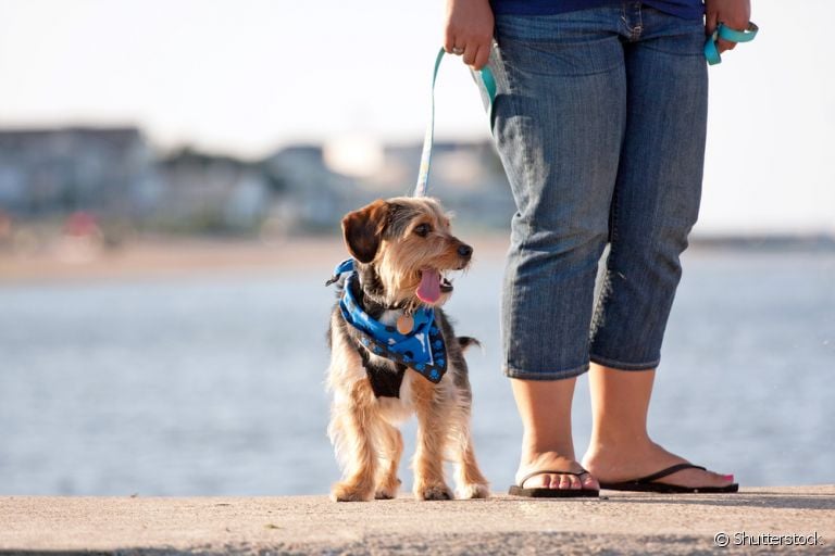  As patas do cachorro queimam no asfalto, por isso é importante evitar sair no sol intenso 