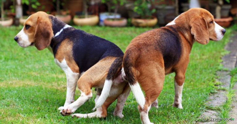 Existem algumas explicações do porquê os cachorros ficam grudados depois de cruzarem