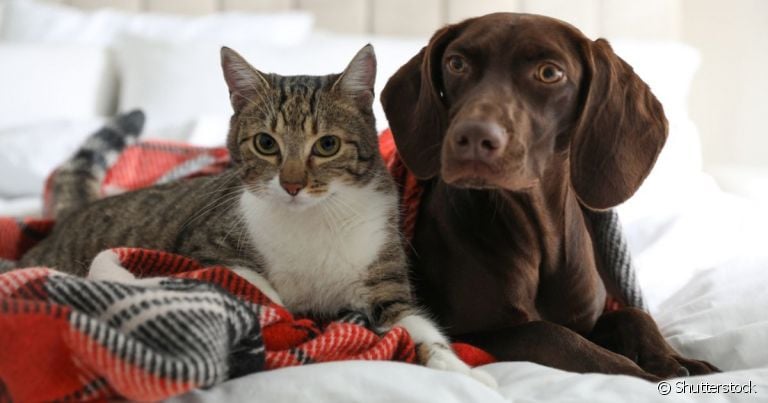 Para evitar queimadura em cachorro e gato, é importante saber como agir durante um incêndio