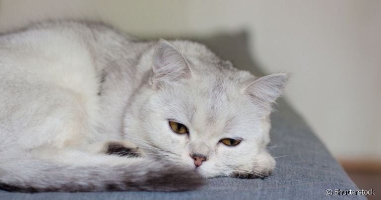 A doença renal crônica é bastante grave em gatos e pode levar à insuficiência dos rins