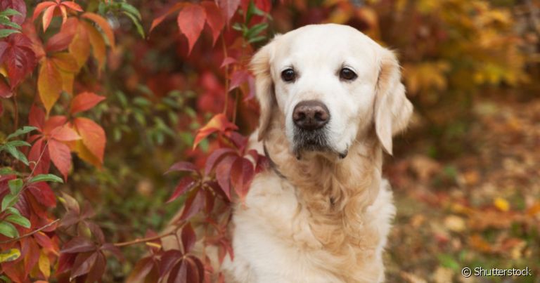  A displasia coxofemoral em cães é mais comum do que se imagina, principalmente em raças maiores