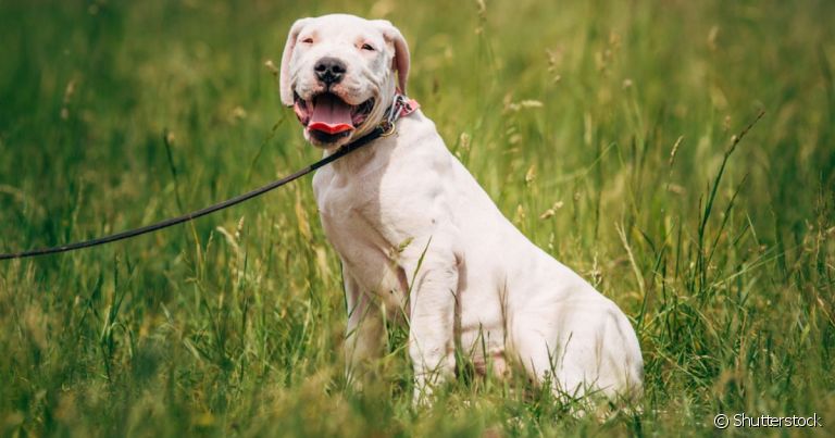 O Dogo Argentino é um cachorro carinhoso, protetor e muito fiel