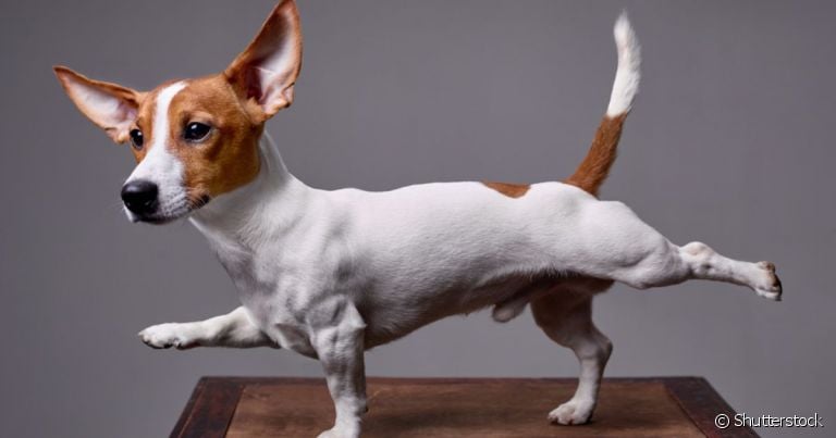  A anatomia do cachorro tem particularidades muito interessantes.