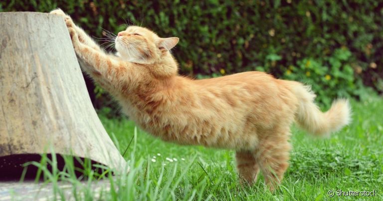  Esqueleto de gato é escondido por uma densa pelagem que encobre mais de 200 ossos.