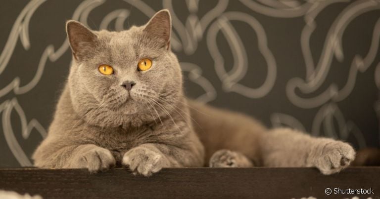 A FIV felina é uma doença altamente transmissível que deixa a imunidade do gato debilitada