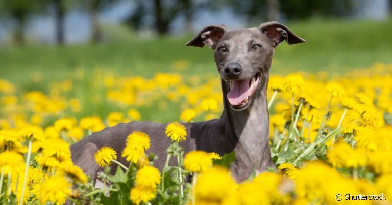 O Galguinho - ou Galgo Italiano - é um cachorro elegante e que não dá muito trabalho