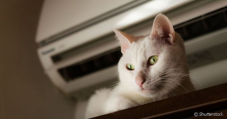 O gato com calor pode se refrescar de diferentes formas, e o ar condicionado é uma delas