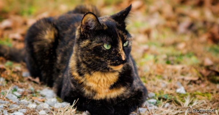 O gato escaminha é aquele que tem a pelagem preta e laranja