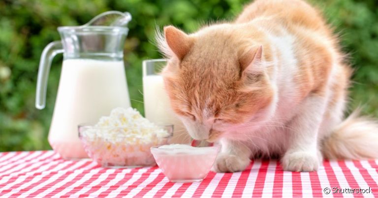 O requeijão é uma das comidas que gato pode comer ou não?