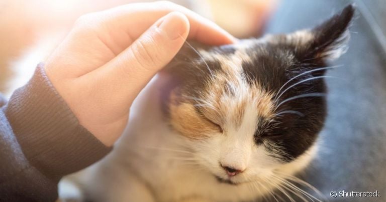  Veja o que as pesquisas dizem sobre como os gatos ajudam na ansiedade.