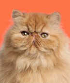 Gatos laranjas: descubra em infográfico como é a personalidade do pet dessa cor