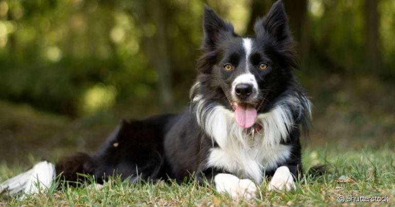 O cachorro mais inteligente do mundo é o Border Collie, que tem uma cognição surpreendente