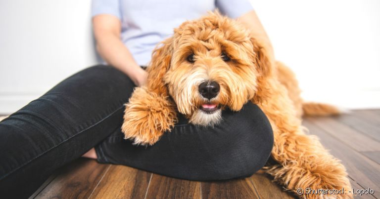 Cachorro Labradoodle é uma mistura de L abrador com Poodle. 