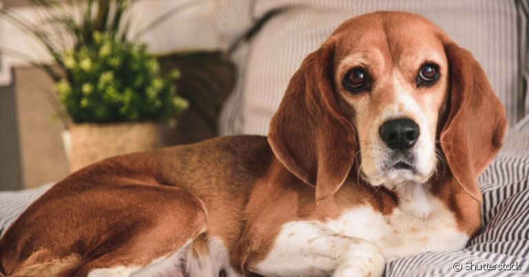 A leucemia canina é uma doença perigosa que afeta a produção de leucócitos