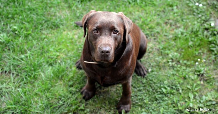 Quando o cachorro come lagartixa, pode acabar desenvolendo uma doença chamada platinosomose