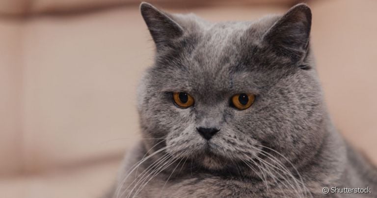 Meu gato mudou comigo: o gato triste e quieto precisa de atenção
