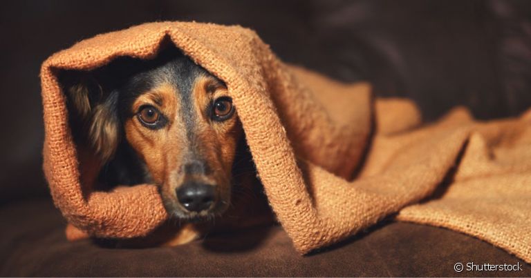 Cachorro medroso: traumas e falta de socialização adequados podem deixar o animal assim