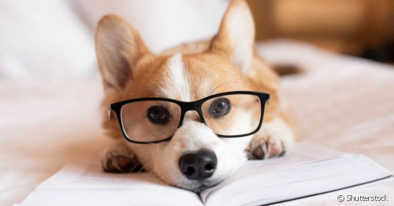 O óculos para cachorro deixa o pet bem estiloso, mas sua função vai muito além da estética