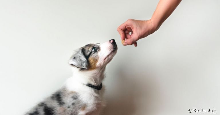 Como adestrar um cachorro filhote: passo a passo a seguir mostra tudo que você precisa saber
