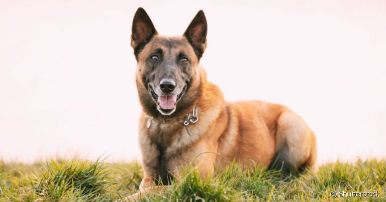 O Pastor Belga Malinois é a única versão da raça belga que possui pelos curtos