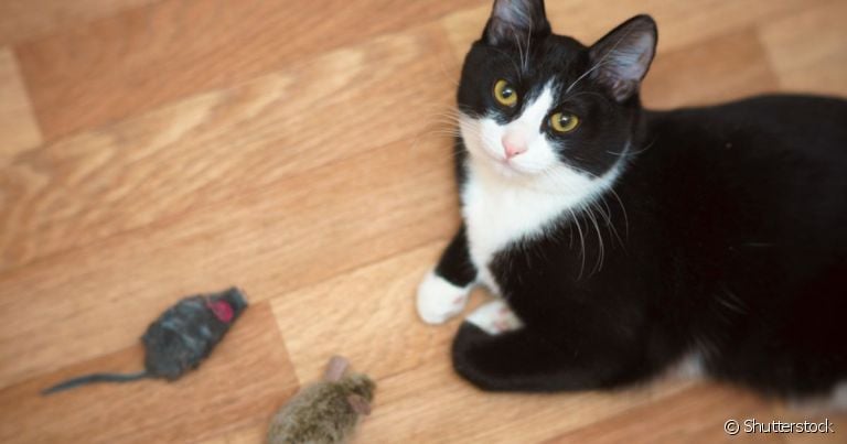 O presente de gato para o tutor pode ser um rato ou um inseto morto