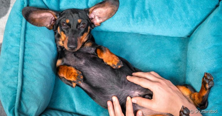 O priapismo canino é uma doença rara, mas bastante perigosa para os cães machos