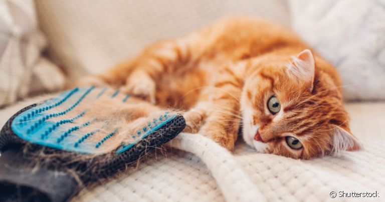 Queda de pelo em gatos: situações de estresse e ansiedade podem desencadear o quadro