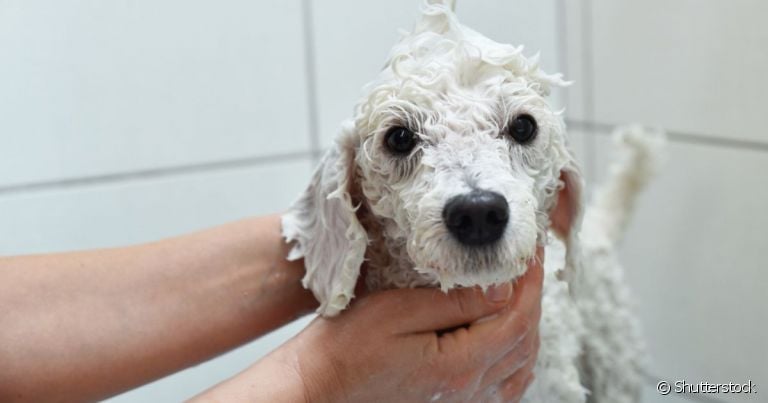 O cabelo cacheado do Poodle requer alguns cuidados na hora do banho