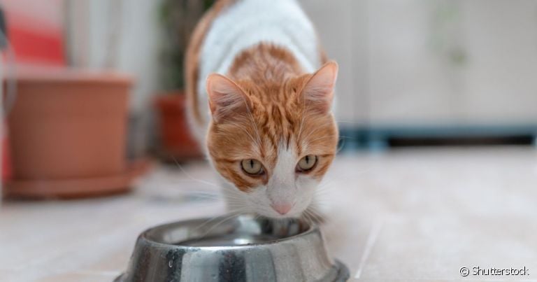  A hidratação do gato vai melhorar com algumas mudanças básicas na rotina 