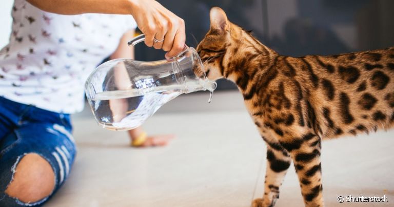 Pode dar soro caseiro para gato, desde que a desidratação do animal seja leve