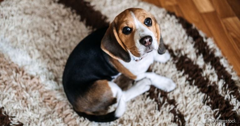  Suco de quiabo para cachorro com cinomose, verdade ou mito?