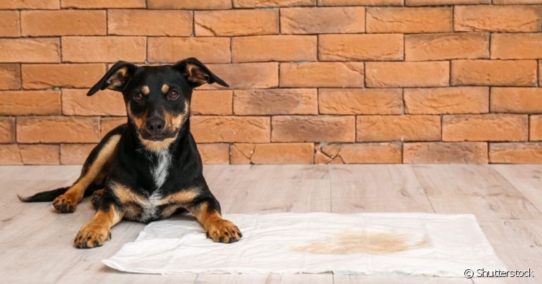 O tapete higiênico para cachorro macho pode ser tanto lavável quanto descartável 