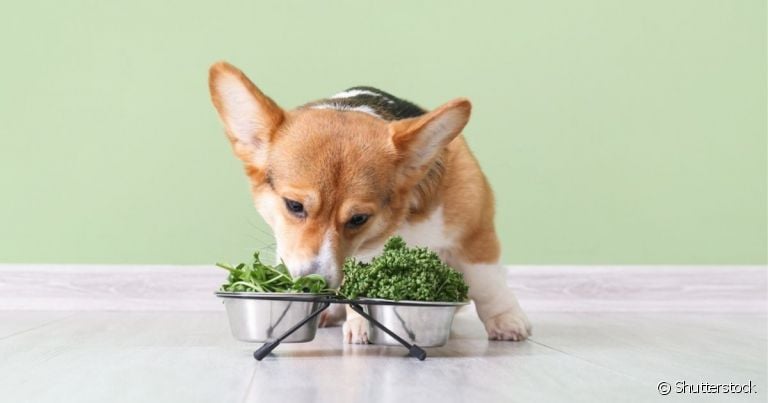 Temperos que o cachorro pode comer: moderação é sempre o recomendado