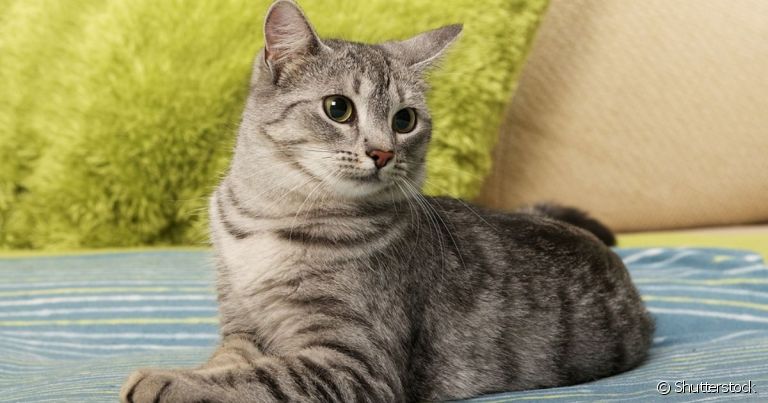 O teste FIV e FeLV é fundamental para confirmar se um gato possui alguma dessas doenças