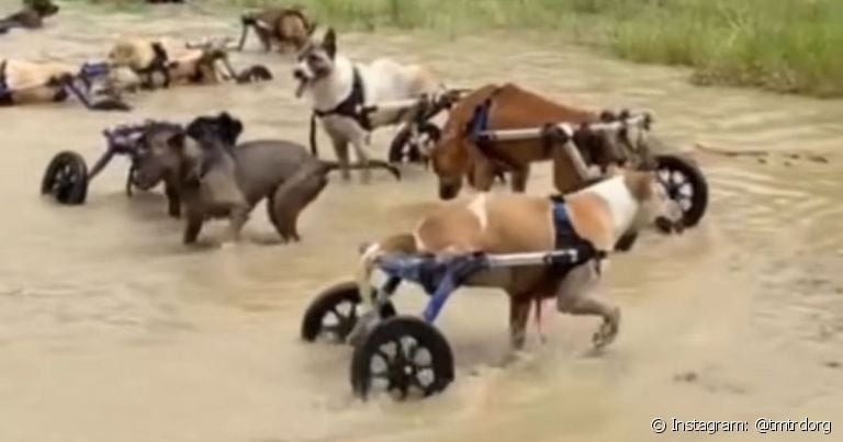 Cachorro com deficiência: ong tailandesa divulga vídeos dos pets se divertindo