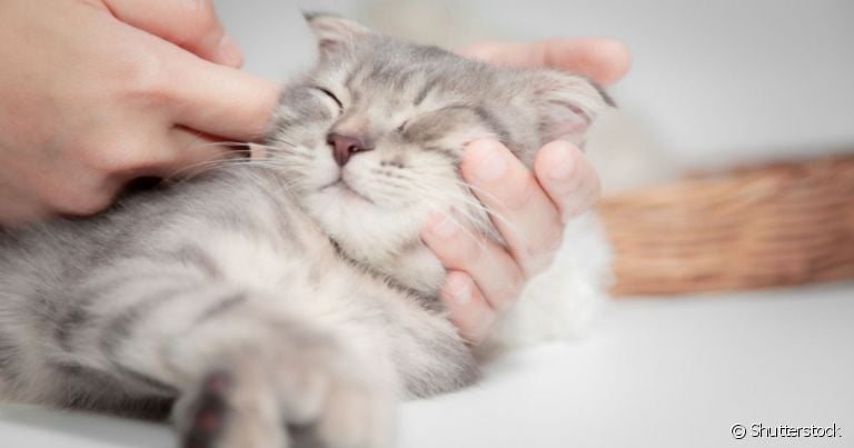  Pesquisadores avaliaram como fazer carinho em gatos sem receber mordidas ou rosnados!