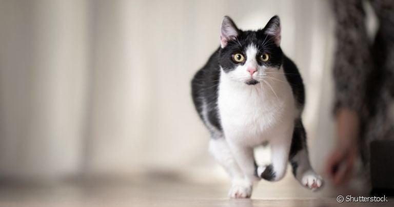 As atividades frenéticas aleatórias podem ocorrer tanto em cães quanto nos gatos